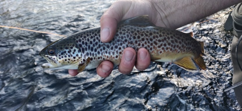 Abergavenny trout - JT from Bristol